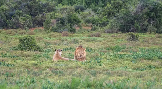 Lions at Nzipando Loop in Addo close to Nyathi section