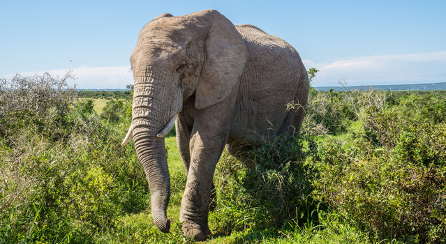 Big elephant bull from Kruger which was introduced into Addo