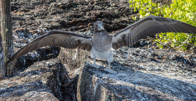 Young blue booby learning to use the wings on Seymour Norte
