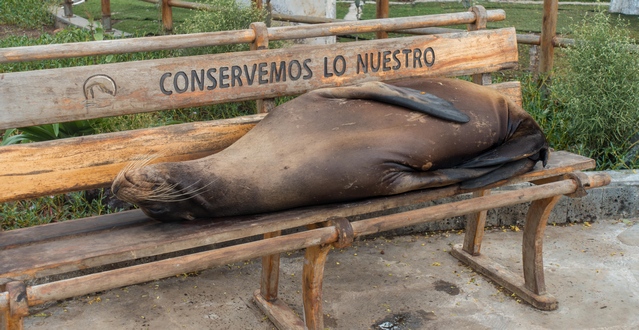 Sea Lions are everywhere on San Cristobal; this one is occupying a bench
