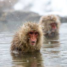Snow Monkeys in Hot Springs - Jigokudani in Japan - Best Time
