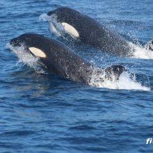 Whale and Orca Watching from Tarifa - Season and Whale Guide