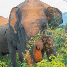 Elephant Gathering in Minneriya National Park