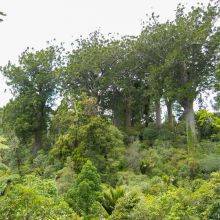 Waiau Kauri Grove and Falls on Coromandel