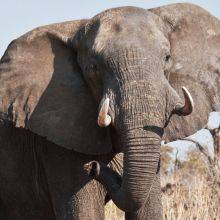 Chobe National Park in Botswana