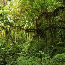 Santa Elena Cloud Forest