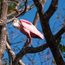 Birding in the Palo Verde National Park