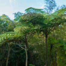 Topes de Collantes