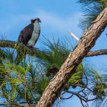 Birding and Beaches at Honeymoon Island in Florida