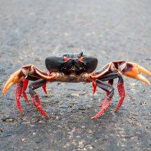 Crab Migration Playa Larga in Cuba