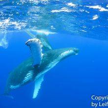Swimming with Whales in Tonga - Tips and What to Experience