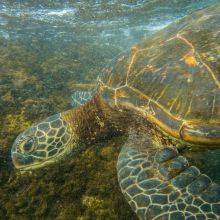 5 Tips and Seasons for Laniakea Turtle Beach in Oahu - Hawaii 