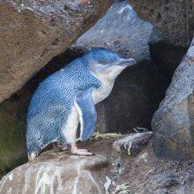 St. Kilda Little Penguins - Reopened in December 2024