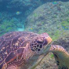 Plenty of Green Sea Turtles at Xiao Liuqiu Island in Taiwan