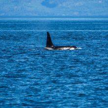 Orca Rubbing Beach Facts and Location - Vancouver Island