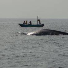 Whale Watching - Blue Whales from Mirissa in Sri Lanka