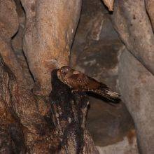 Cumaca Cave - Oilbirds - Trinidad