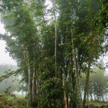 Xitou Nature Education Area - Bamboo Forest Loop Trail 