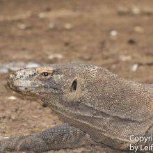 Komodo Dragons on Komodo and Rinca Island in Indonesia