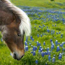 Bluebonnet Trails and Festival in Ennis, Texas, in April 2025