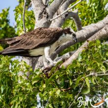  Everglades National Park in Florida - Best Time - 9 Things to Do