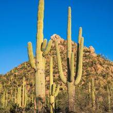 Is Saguaro National Park Worth it? All About the West and East Section