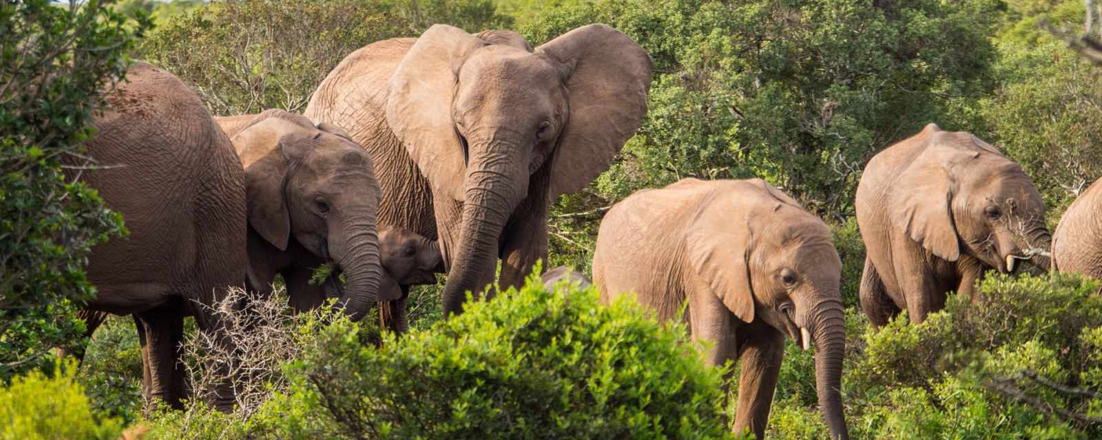 Self-Guided Safari in Addo Elephant National Park and 8 Facts