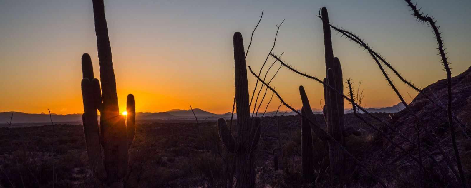 Sunset in Saguaro, Javelina Picnic Area 
