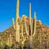 Saguaro