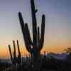 Saguaro