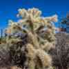 Saguaro