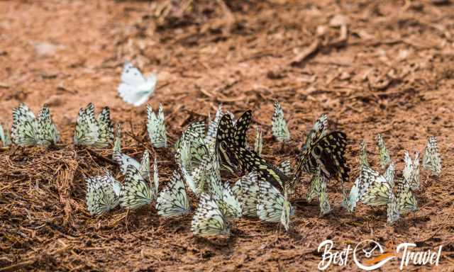 Different kind of butterflies on the red soil.