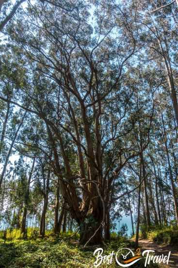 A huge eucalyptus tree along the trail.