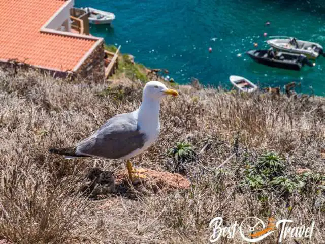 A seagull and her chicks