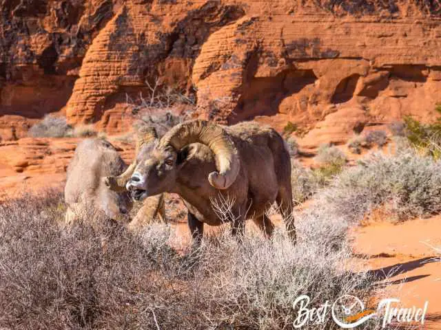 A feeding big horn sheep in front of me