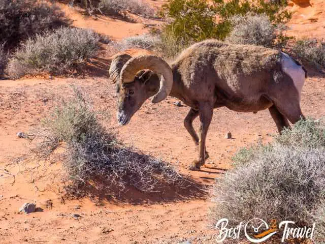 A big horn sheep up close