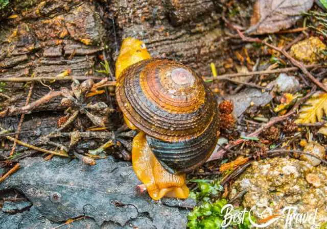 A typical snail on the forest floor