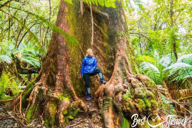 I standing inside a gieant tree