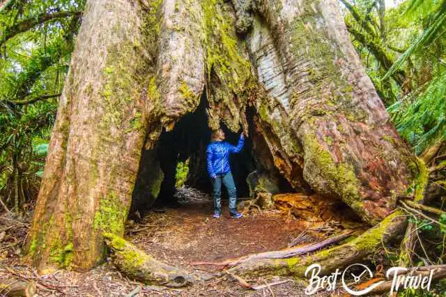 A female visitor standing inside in the burnt part of the blue tier giant