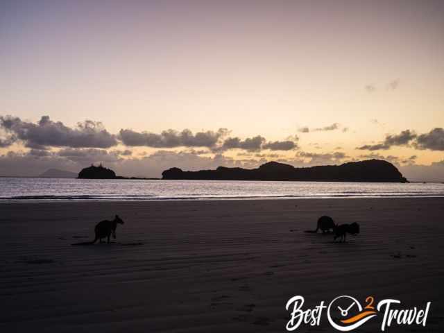 Wallabies on the beach before the sun rises.