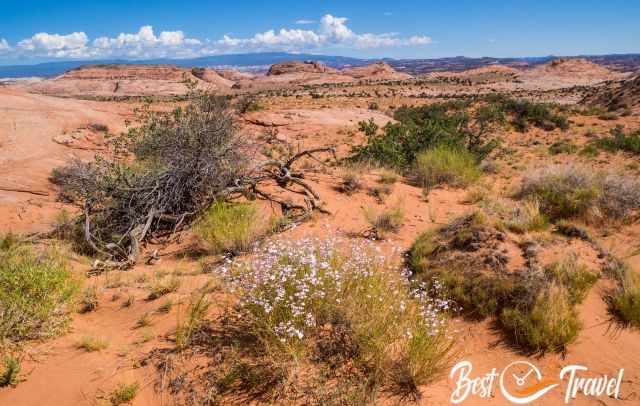 The flower season in the desert