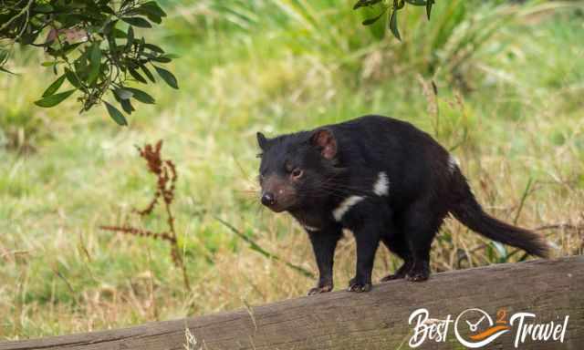 A Tasmanian Devil on a tree trunk.