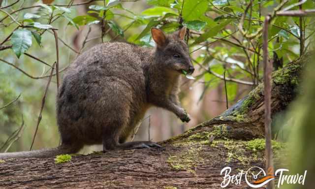 A pardemelon feeding on leaves