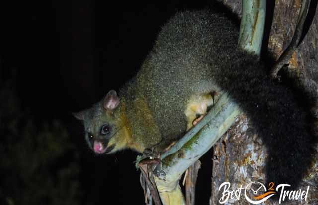 A possum in a tree in the night