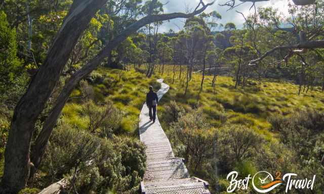 A hiker on a boardwalk leading through buttongrass