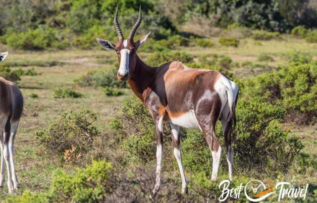 A close bontebok in De Hoop