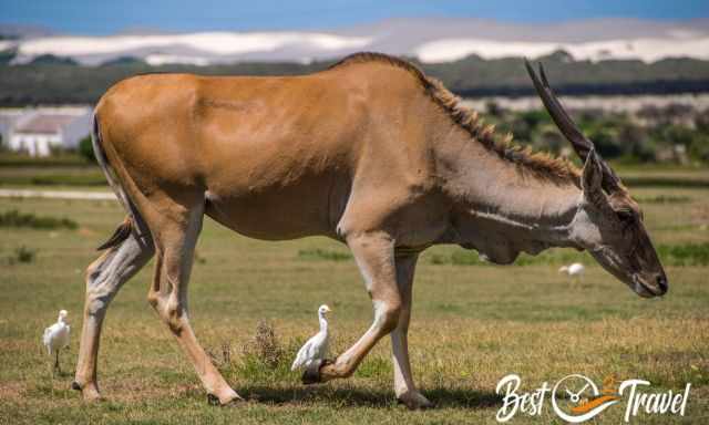 A big eland and cattle egrets at the dunes