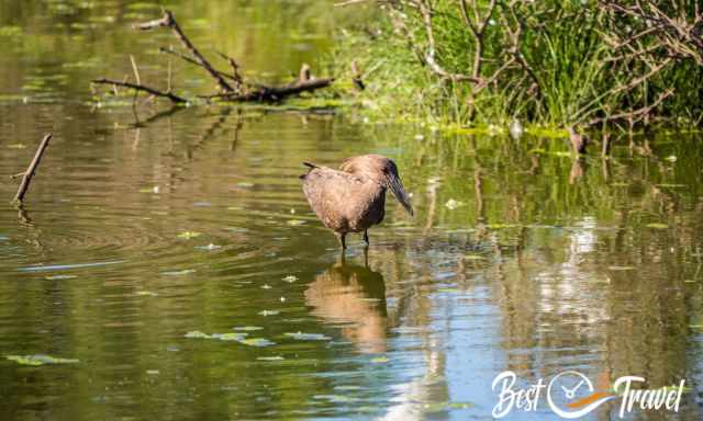 A hamerkop bird in the Ramsar