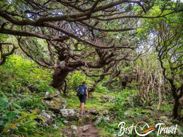 The mystic first part of the trail through old grown trees.