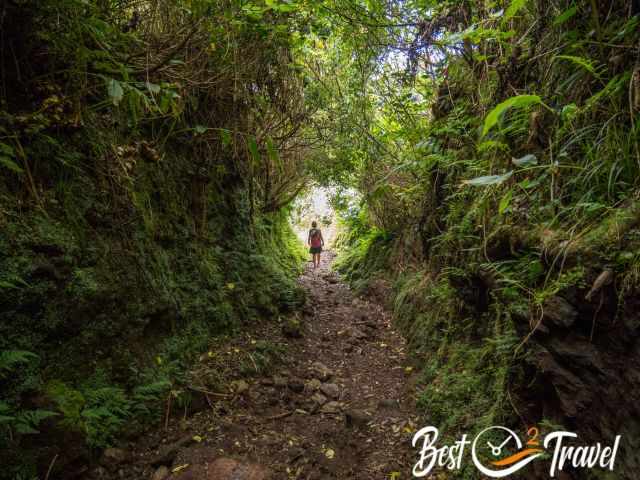 The trail leads through a dry creek bed like in a tunnel.